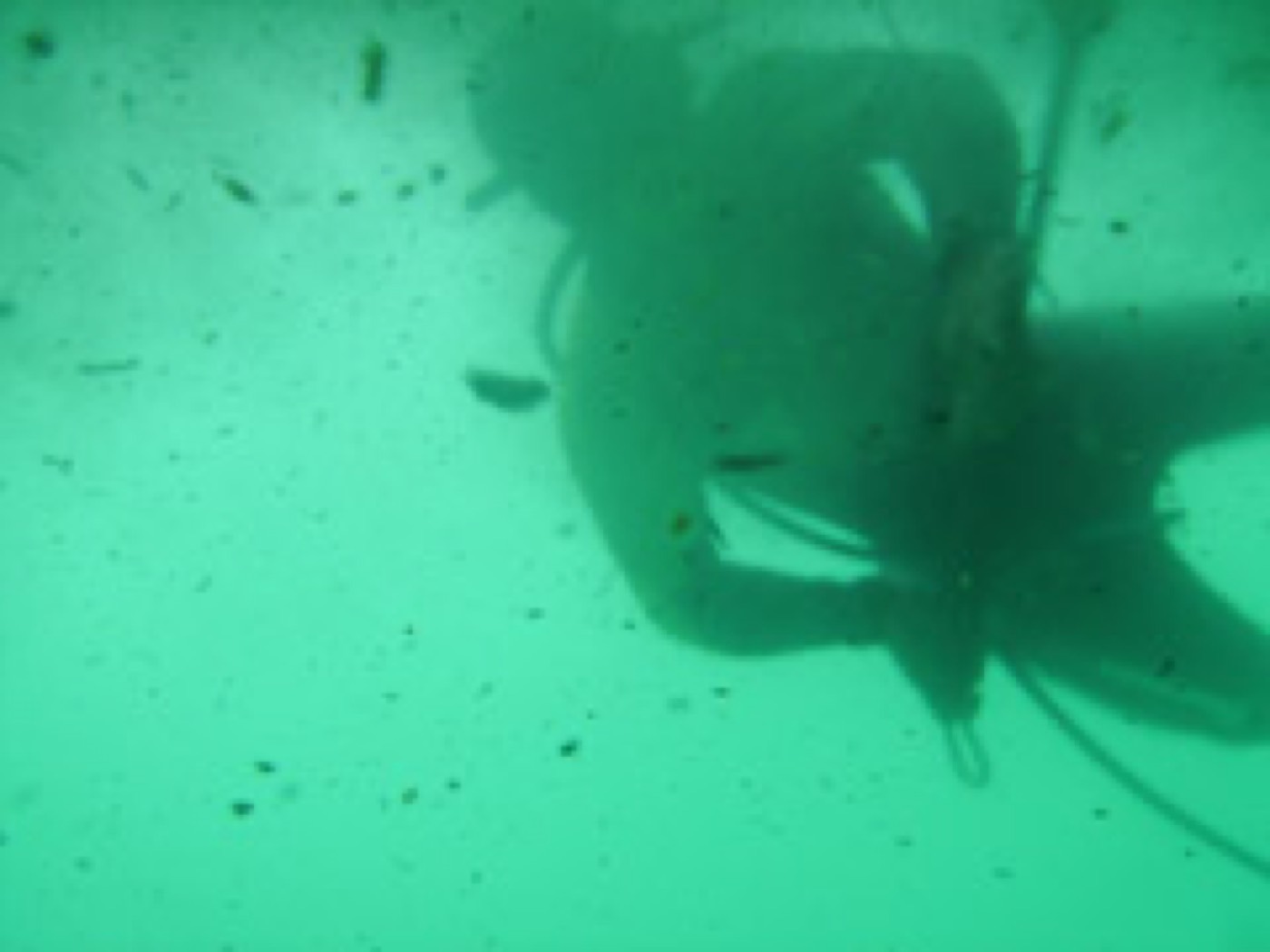 Nettoyage & carénage en mer — ETSM Nouvelle-Calédonie 4
